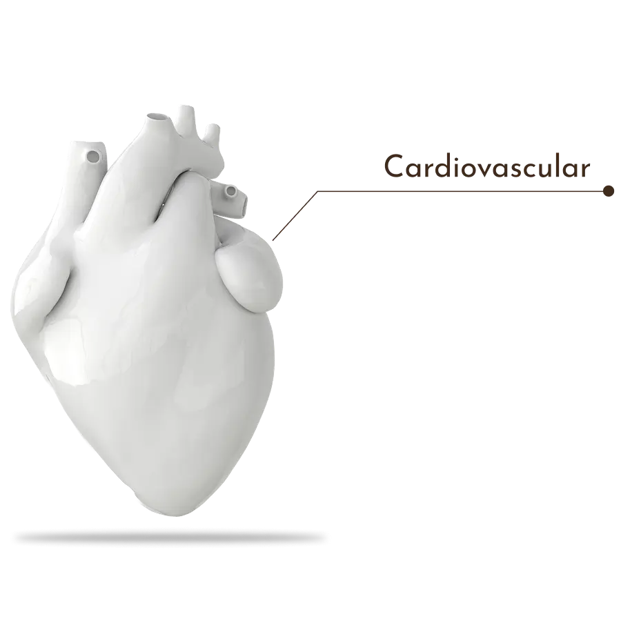 Medical heart visual for cardiology focus