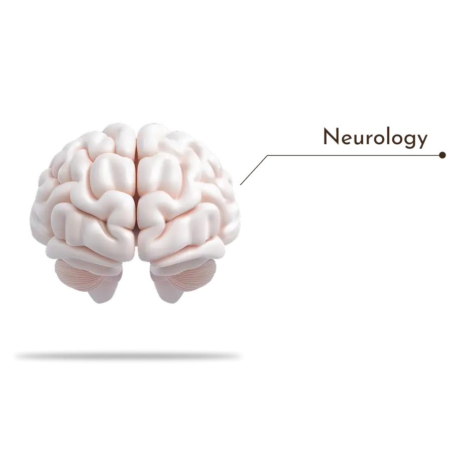 Visual of brain anatomy for neurology and cognitive care