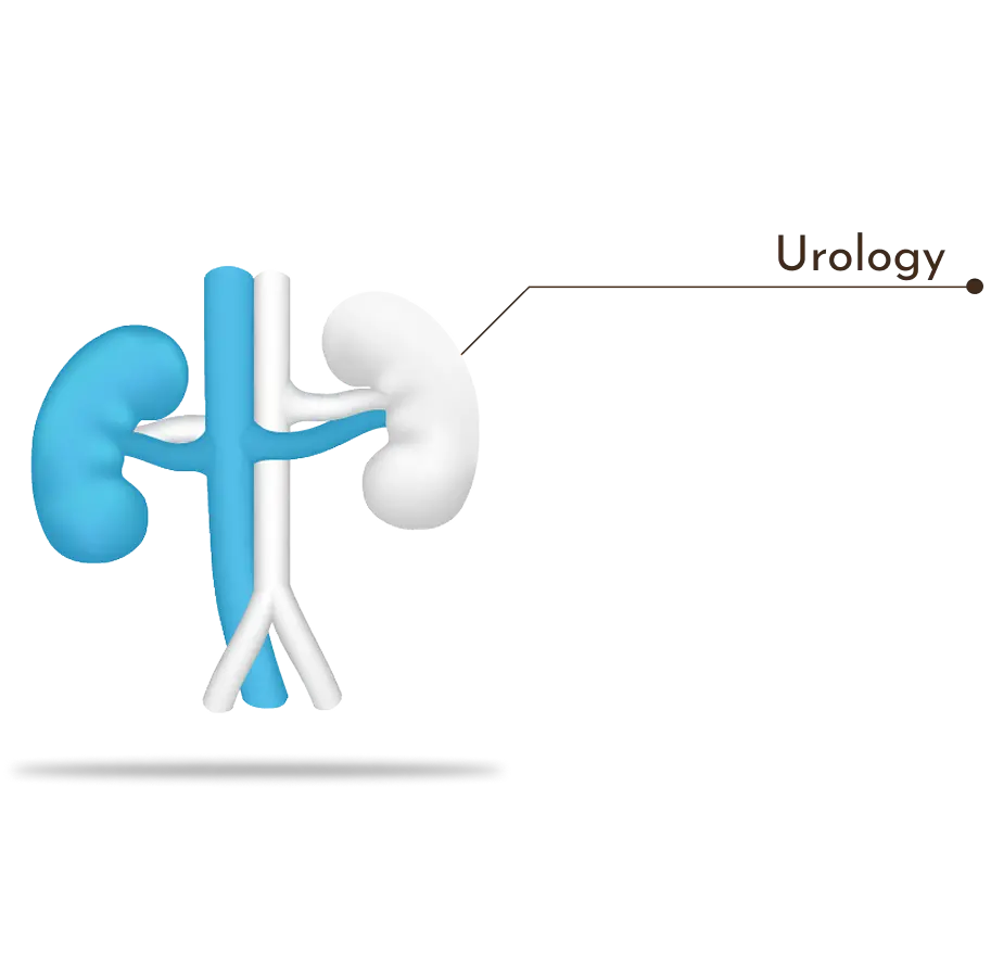 Anatomical representation of urinary system for urological care
